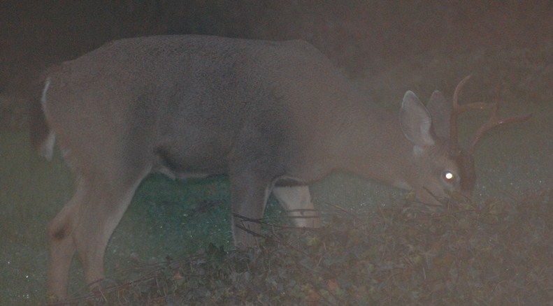 Buck with herd