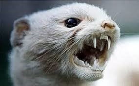 Ermine